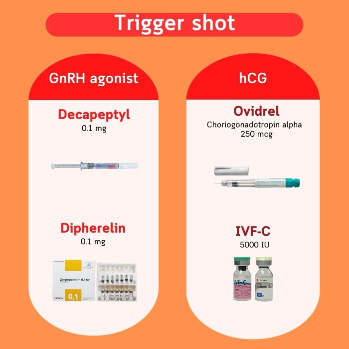 트리거 주사 — GnRH 작용제(Decapeptyl, Diphereline)와 hCG(Ovidrel, IVF-C)